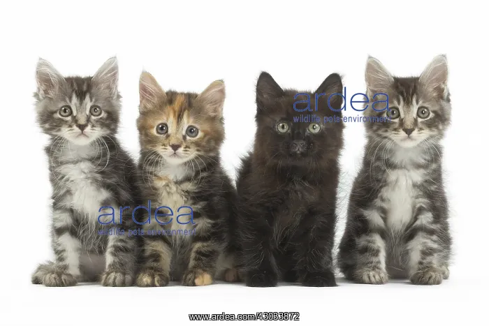  : Kurilian Bobtail kittens in the studio