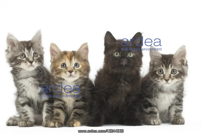 : Kurilian Bobtail kittens in the studio