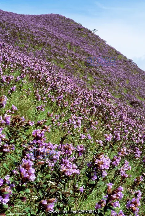 : Kurnji / Kurinji - Flower blooms every 12 years : Kurnji / Kurinji - Flower blooms every 12 years