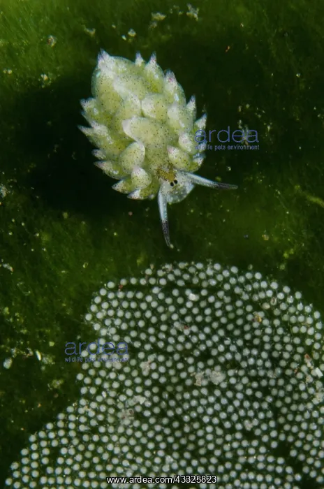 : Kuro Sea Slug by eggs - Melasti dive site, Amed : Kuro Sea Slug by eggs - Melasti dive site, Amed