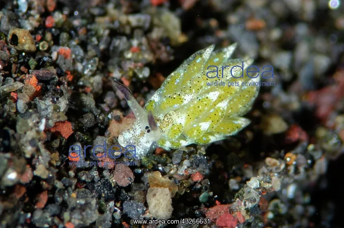 : Kuro Sea Slug - night dive - Melasti dive site : Kuro Sea Slug - night dive - Melasti dive site