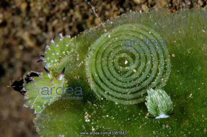  : Kuro Sea Slugs - with Rabbit Sapsucking Slug (Costasiella