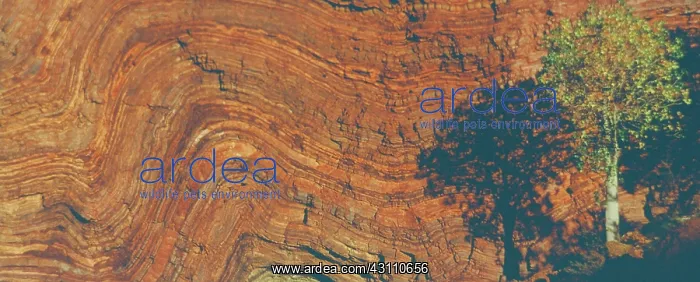 : Kurrajong tree and gorge wall : Kurrajong tree and gorge wall