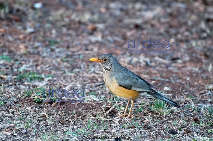 : Kurrichane Thrush - standing on ground : Kurrichane Thrush - standing on ground