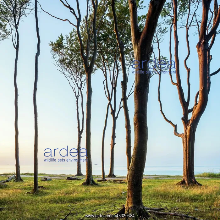 : Kustenwald im Abendlicht, Buchen an der Ostsee : Kustenwald im Abendlicht, Buchen an der Ostsee