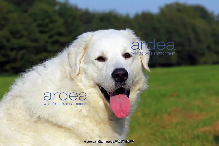 : Kuvasz (Canis lupus familiaris), male, portrait : Kuvasz (Canis lupus familiaris), male, portrait