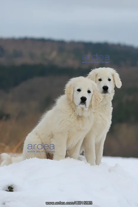 : Kuvasz and Podlahanski sitting in the snow, Arnsberg : Kuvasz and Podlahanski sitting in the snow, Arnsberg