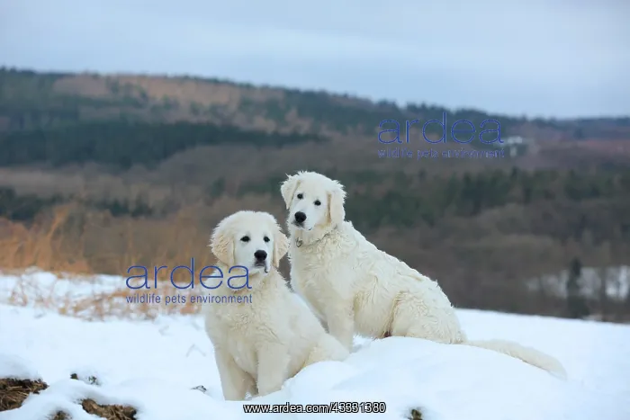 : Kuvasz and Podlahanski sitting in the snow, Arnsberg : Kuvasz and Podlahanski sitting in the snow, Arnsberg