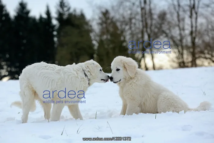: Kuvasz and Podlahanski sitting in the snow sniffing : Kuvasz and Podlahanski sitting in the snow sniffing