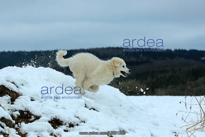 : Kuvasz romps in the snow and runs, Arnsberg, North : Kuvasz romps in the snow and runs, Arnsberg, North