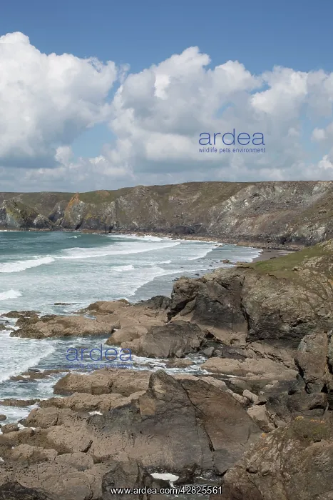  : Kynance Cove