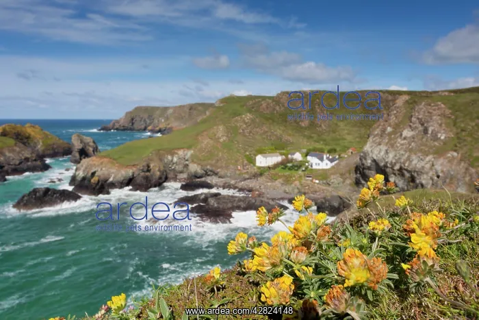 : Kynance Cove - Kidney Vetch in foreground : Kynance Cove - Kidney Vetch in foreground