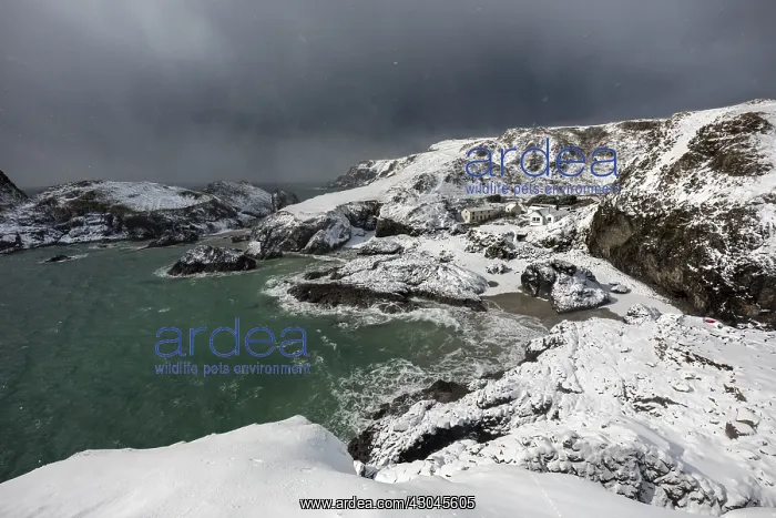 : Kynance Cove - Snow - Cornwall - UK : Kynance Cove - Snow - Cornwall - UK