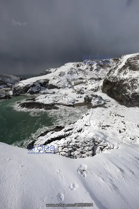 : Kynance Cove - Snow - Cornwall - UK : Kynance Cove - Snow - Cornwall - UK