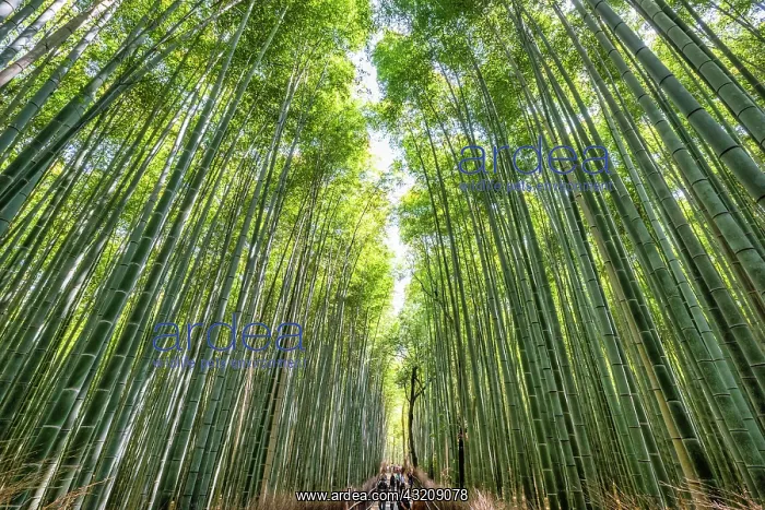 : Kyoto Japan. Arashiyama Bamboo Grove : Kyoto Japan. Arashiyama Bamboo Grove