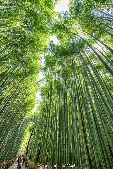 : Kyoto Japan. Arashiyama Bamboo Grove : Kyoto Japan. Arashiyama Bamboo Grove