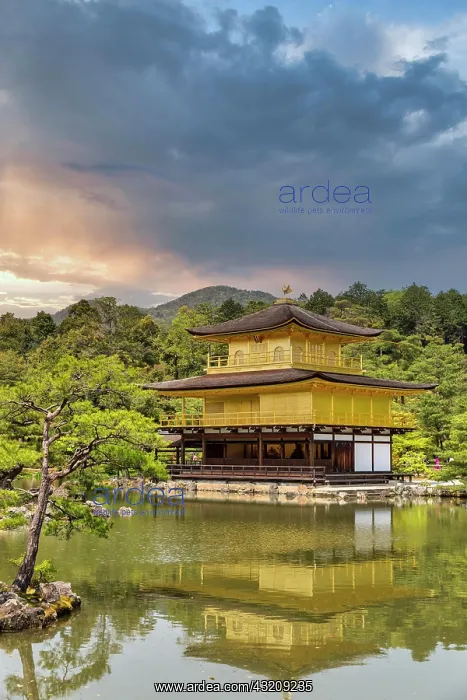 : Kyoto Japan. Kinkaku-ji Temple (the Golden Pavilion) : Kyoto Japan. Kinkaku-ji Temple (the Golden Pavilion)