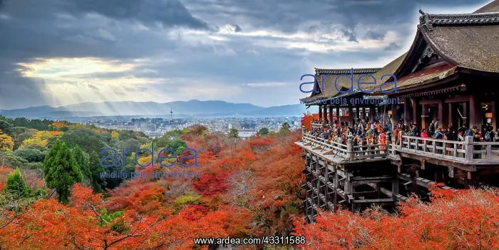 : kyoto's viewing on kiyomizudera temple, Kyoto, Japan : kyoto's viewing on kiyomizudera temple, Kyoto, Japan