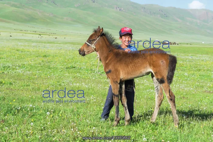 : Kyrgyz boy with his foal, Song Kol Lake, Naryn province : Kyrgyz boy with his foal, Song Kol Lake, Naryn province