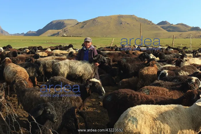 : Kyrgyz boy and sheep - Kyrgyzstan : Kyrgyz boy and sheep - Kyrgyzstan