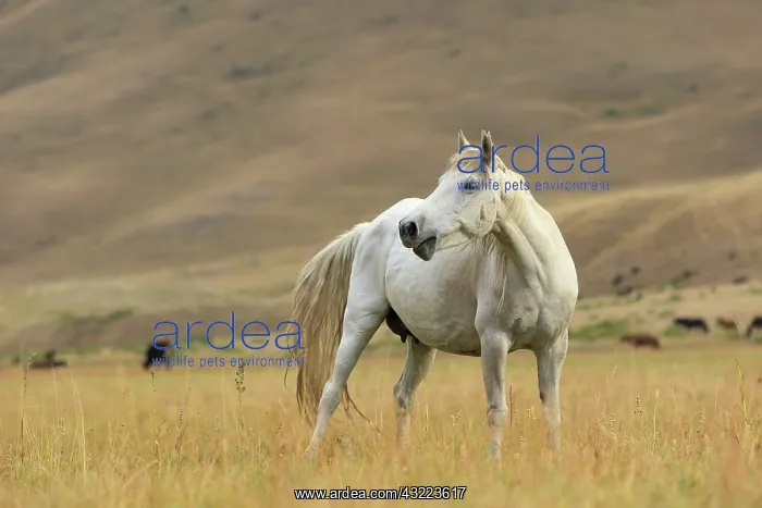 : Kyrgyz horse in the pasture - Kyrgyzstan : Kyrgyz horse in the pasture - Kyrgyzstan