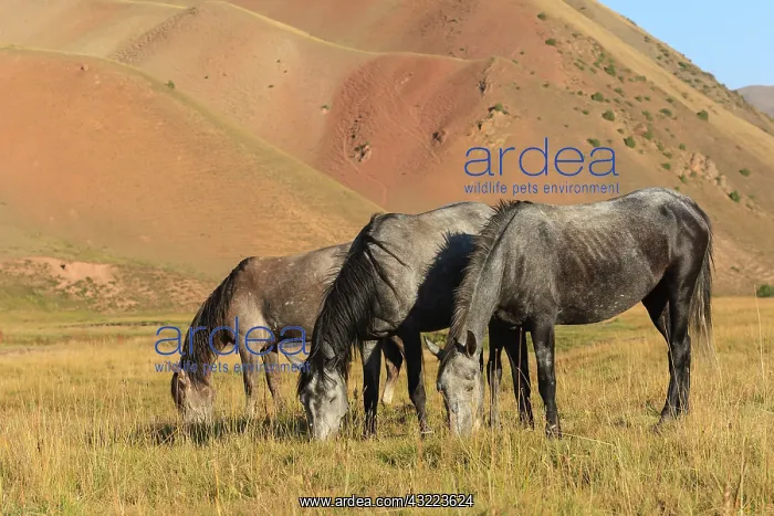: Kyrgyz horses grazing in the pasture - Kyrgyzstan : Kyrgyz horses grazing in the pasture - Kyrgyzstan