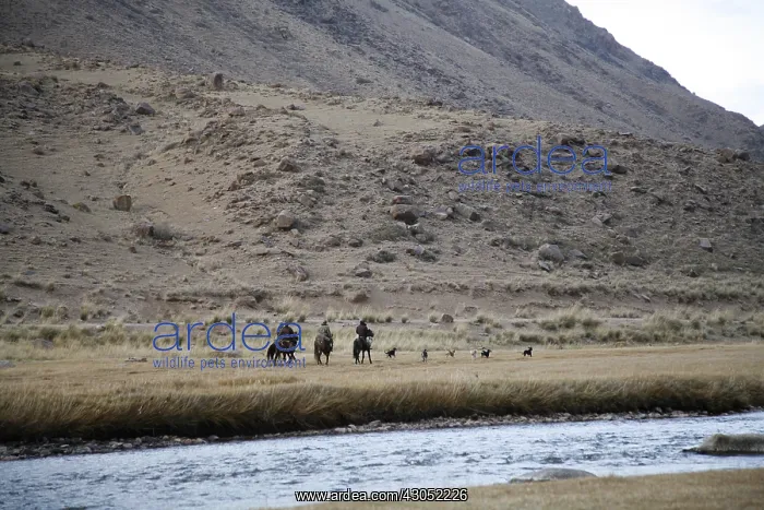 : Kyrgyz ibex hunters with dogs Kyrgyzstan : Kyrgyz ibex hunters with dogs Kyrgyzstan