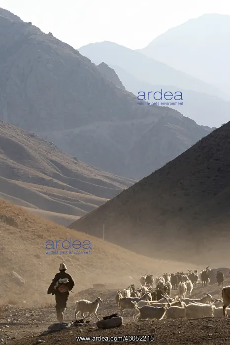 : Kyrgyz shepherd and his flock of goats Kyrgyzstan : Kyrgyz shepherd and his flock of goats Kyrgyzstan
