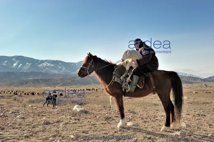 : Kyrgyz shepherd on horseback with wounded sheep on his lap : Kyrgyz shepherd on horseback with wounded sheep on his lap