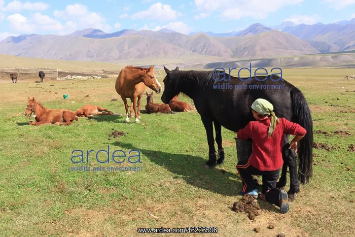 : Kyrgyz woman milking a mare - Kyrgyzstan : Kyrgyz woman milking a mare - Kyrgyzstan