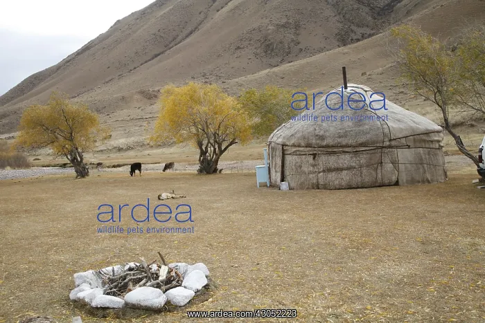 : Kyrgyz yurts camp Mantich Kyrgyzstan : Kyrgyz yurts camp Mantich Kyrgyzstan