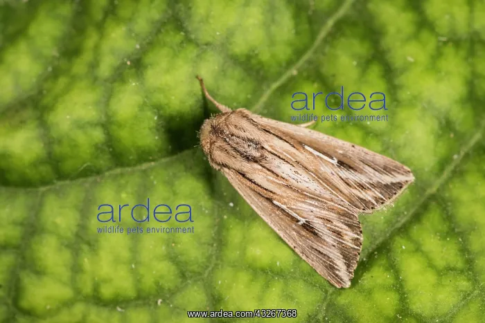 : L-album wainscot (Mythimna l-album) resting on green : L-album wainscot (Mythimna l-album) resting on green