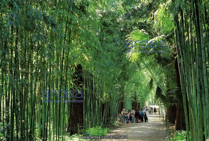 : La Bambouseraie' - Central forest trail : La Bambouseraie' - Central forest trail