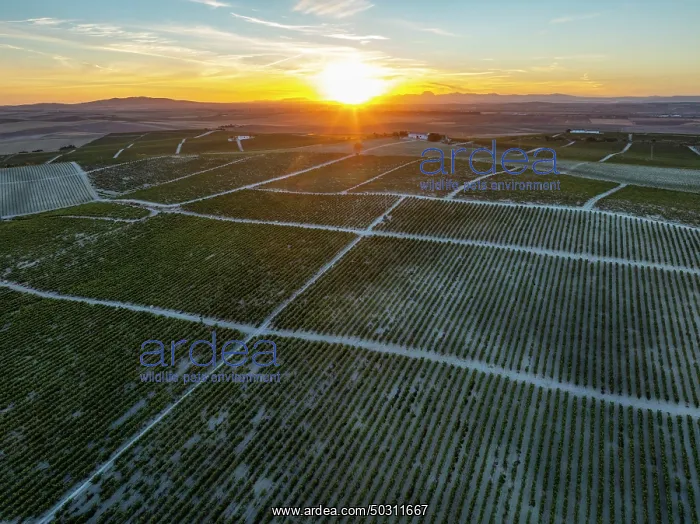 : The La Canariera vineyard of the Bodega González Byass near the town of Jerez de la Frontera : The La Canariera vineyard of the Bodega González Byass near the town of Jerez de la Frontera