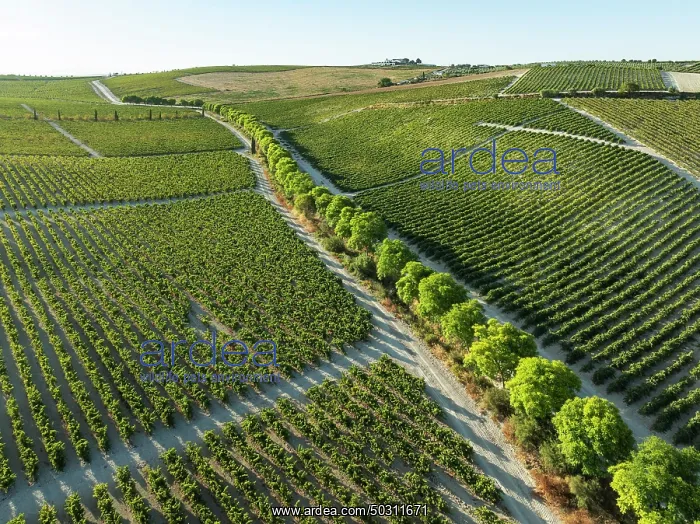 : The La Canariera vineyard of the Bodega González Byass near the town of Jerez de la Frontera : The La Canariera vineyard of the Bodega González Byass near the town of Jerez de la Frontera
