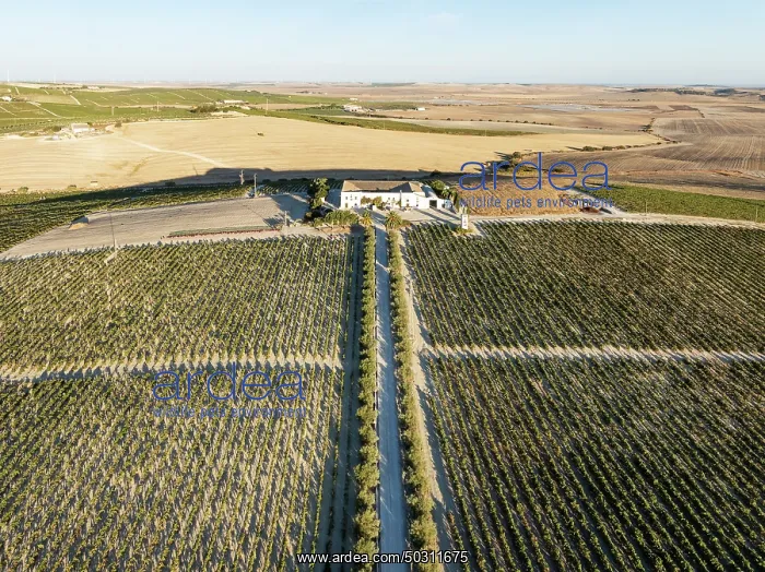 : The La Canariera vineyard of the Bodega González Byass near the town of Jerez de la Frontera : The La Canariera vineyard of the Bodega González Byass near the town of Jerez de la Frontera