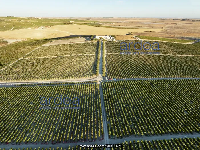 : The La Canariera vineyard of the Bodega González Byass near the town of Jerez de la Frontera : The La Canariera vineyard of the Bodega González Byass near the town of Jerez de la Frontera