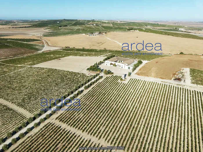 : The La Canariera vineyard of the Bodega González Byass near the town of Jerez de la Frontera : The La Canariera vineyard of the Bodega González Byass near the town of Jerez de la Frontera