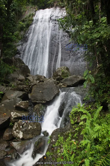 : La Coca Falls, El Yunque Rainforest, East : La Coca Falls, El Yunque Rainforest, East