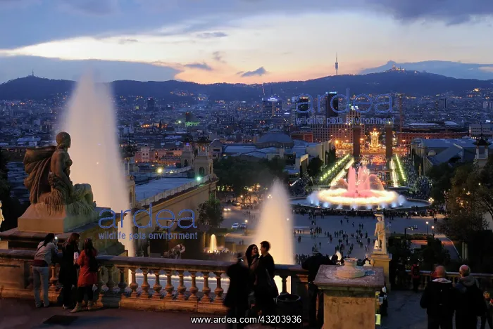 : La Font Magica, view from Palau Nacional de Montjuic : La Font Magica, view from Palau Nacional de Montjuic