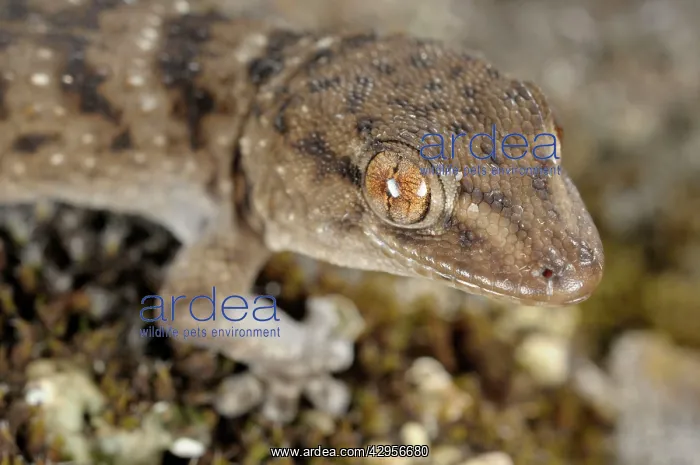 : La Gomera Gecko : La Gomera Gecko