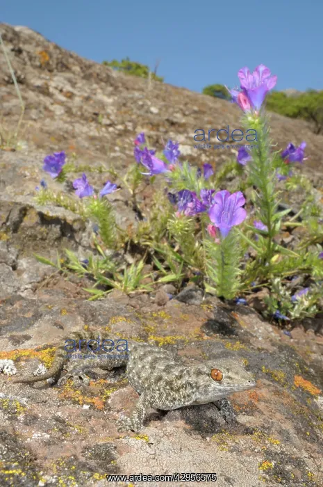 : La Gomera Gecko - in habitat : La Gomera Gecko - in habitat