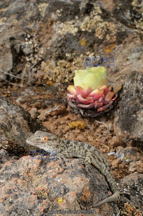 : La Gomera Gecko - in its rocky habitat : La Gomera Gecko - in its rocky habitat