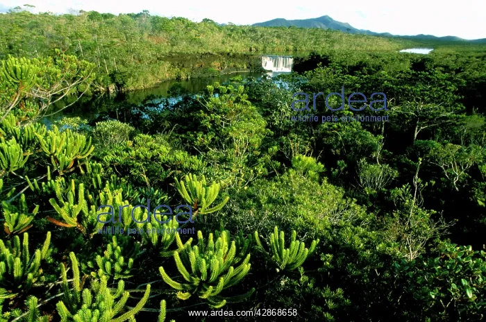 : La Madeleine Falls (botanic reserve) with pine in foreground : La Madeleine Falls (botanic reserve) with pine in foreground