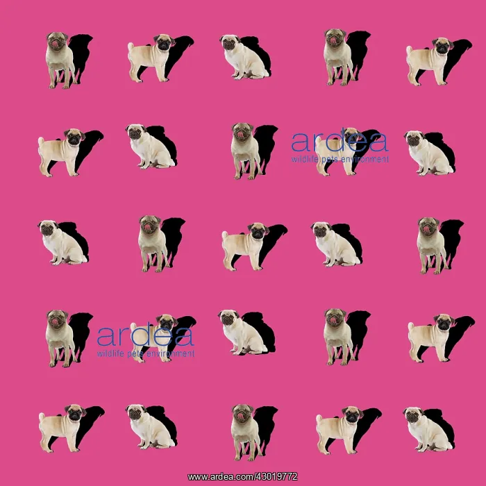 : Dog Pugs shadow pattern Digital Manipulation: LA pugs