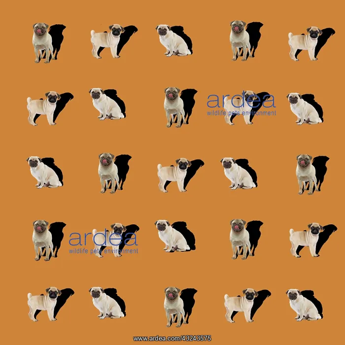 : Dog Pugs shadow pattern Digital Manipulation: LA pugs : Dog Pugs shadow pattern Digital Manipulation: LA pugs