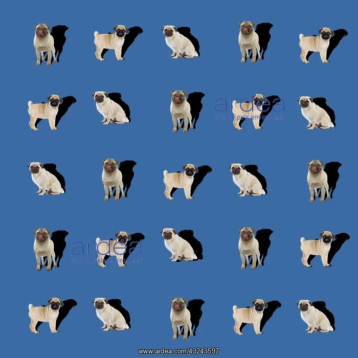 : Dog Pugs shadow pattern Digital Manipulation: LA pugs : Dog Pugs shadow pattern Digital Manipulation: LA pugs
