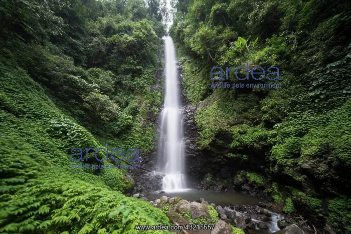 : Laang Melanting, Waterfall in jungle, Munduk, Bali : Laang Melanting, Waterfall in jungle, Munduk, Bali