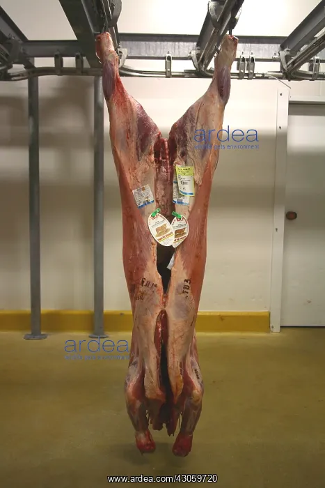 : Label traceability of beef carcass : Label traceability of beef carcass
