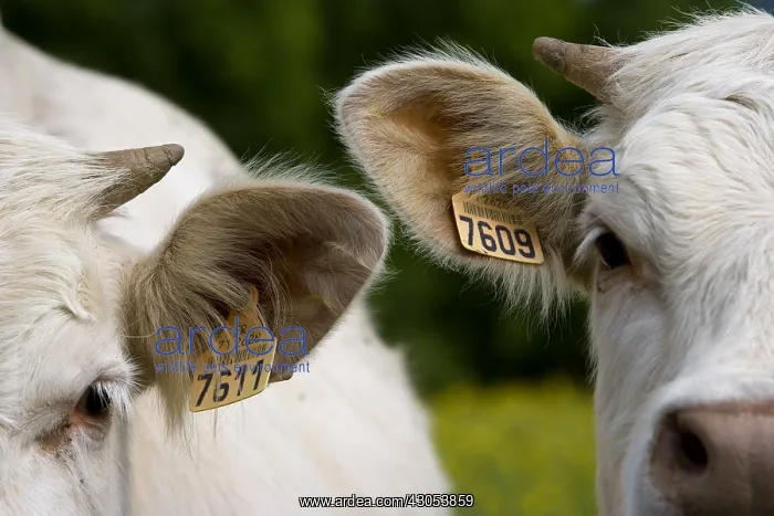 : Labelled ears of Cows race Charolais Charolais France : Labelled ears of Cows race Charolais Charolais France